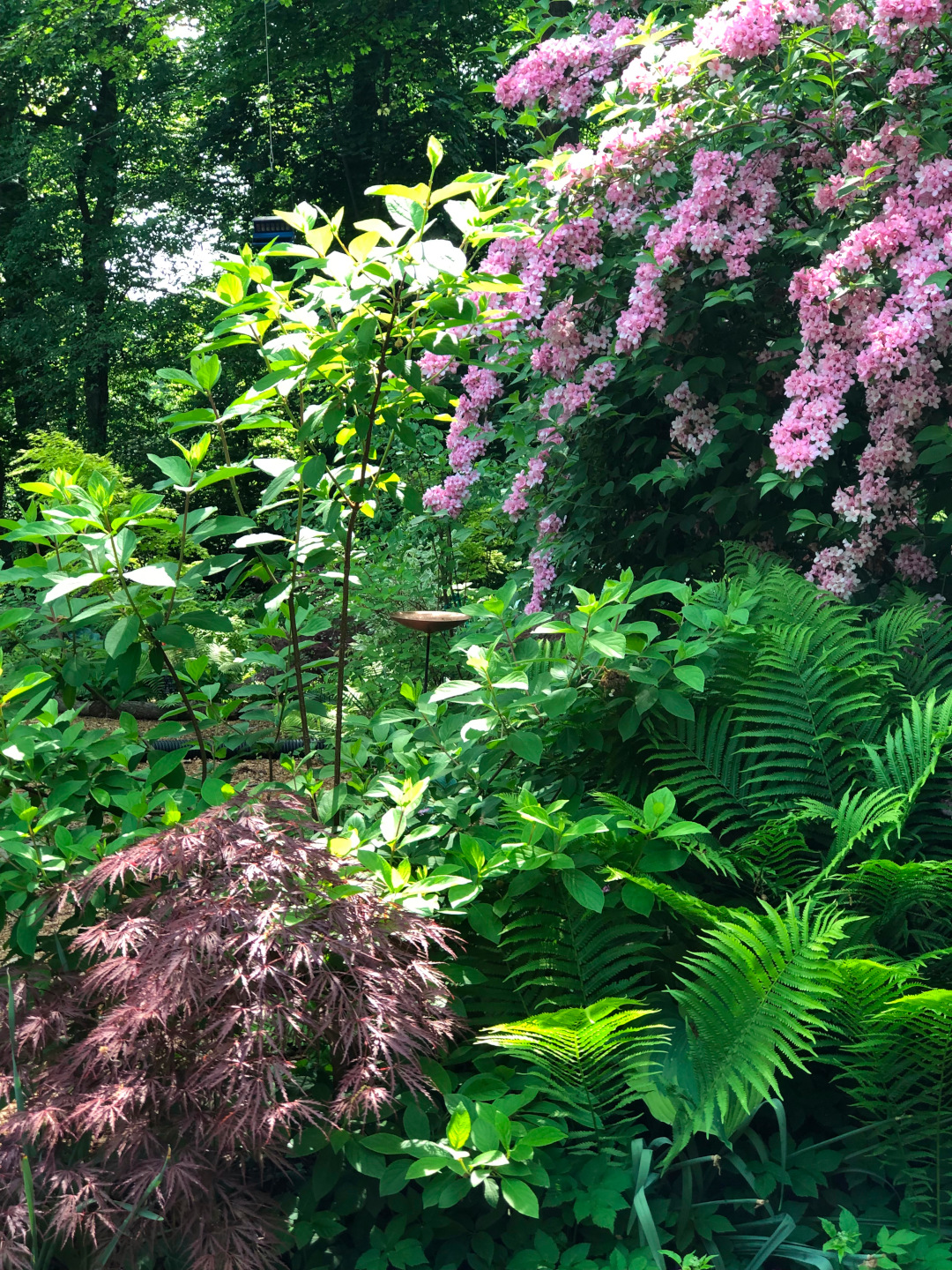 pink weigela behind plantings of foliage plants