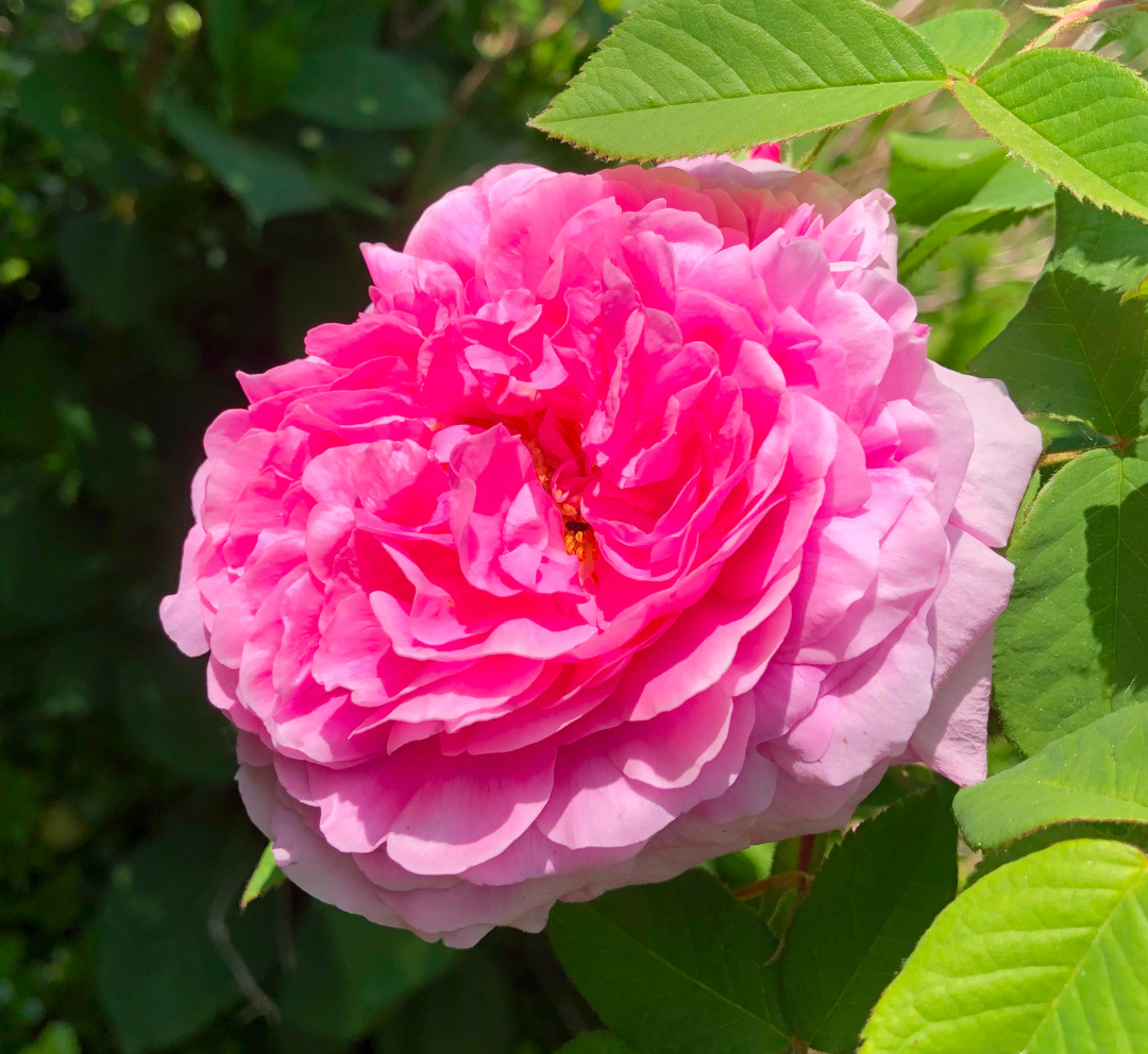 close up of pink old-fashioned rose