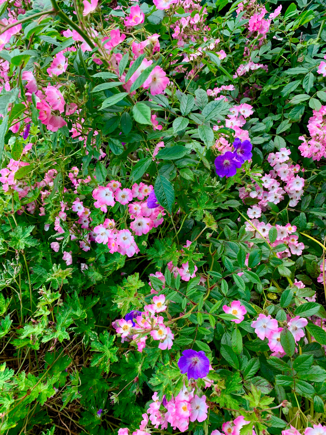 close up of pink and purple flowers