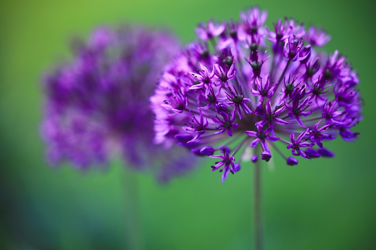 close up of bright purple globemaster allium