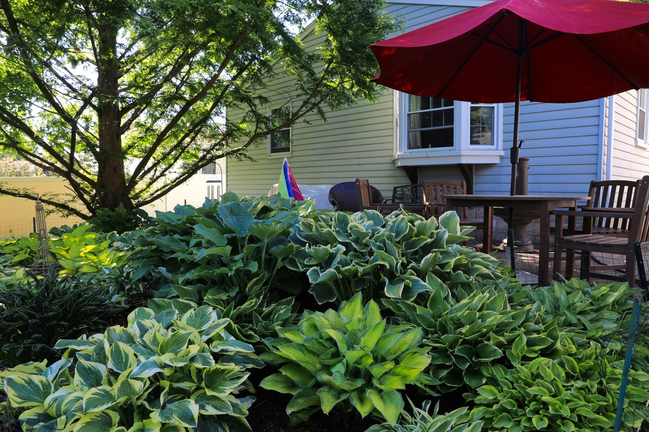 Gran plantación de hosta al lado de la terraza.