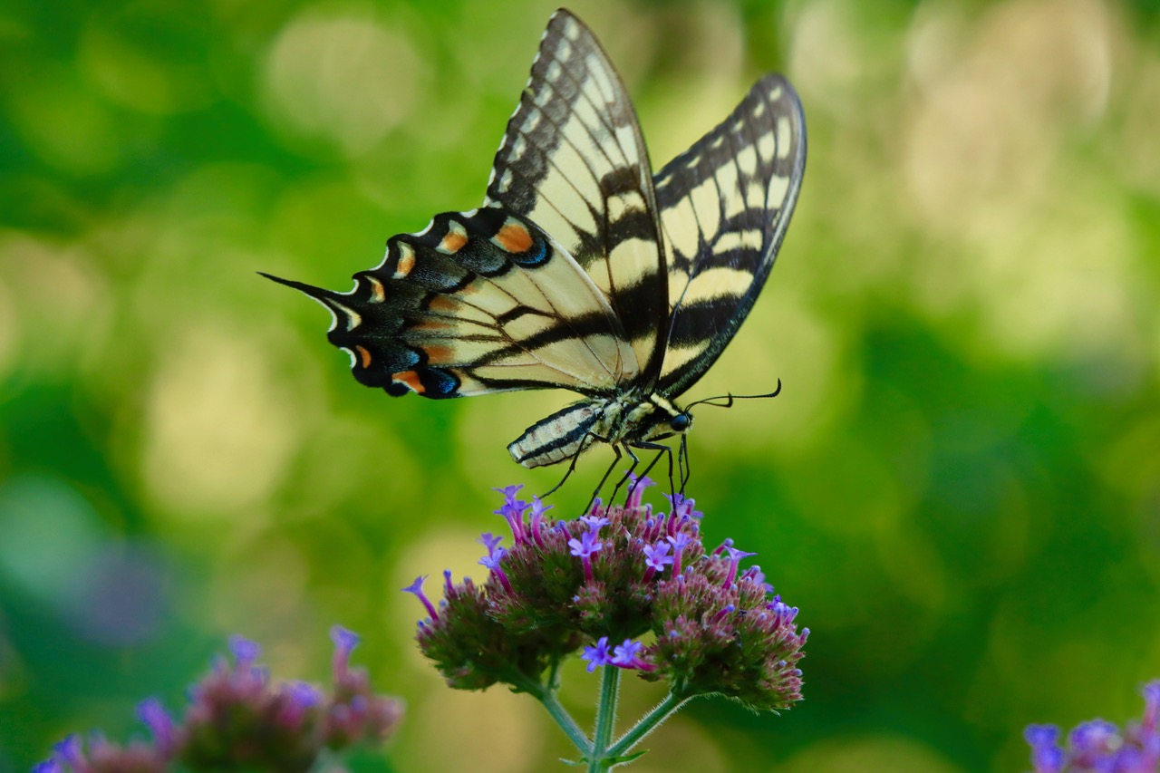 butterfly on a Verbena bonariensis flower