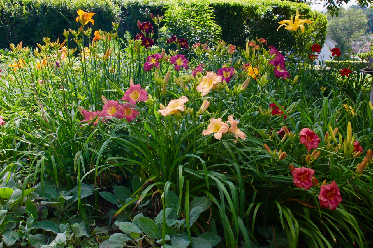 primer plano, de, un, grande, daylily, jardín