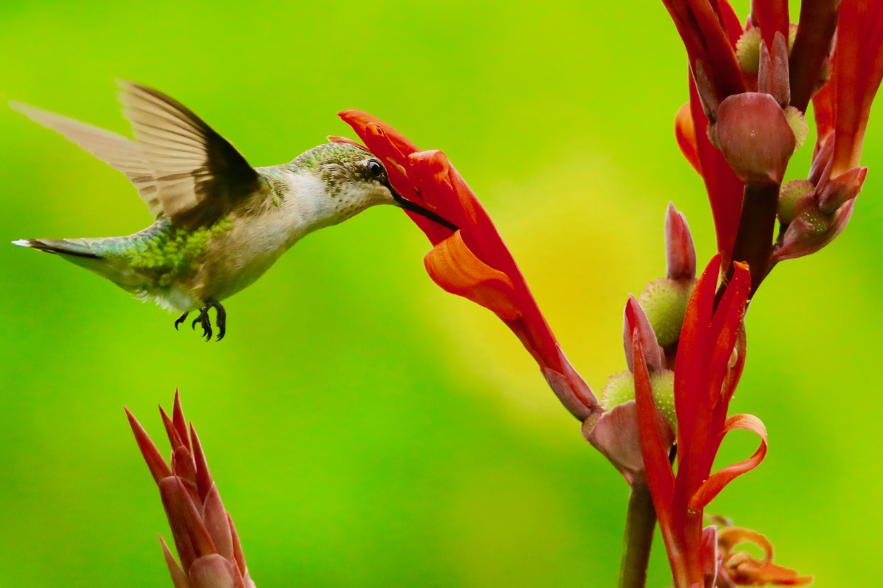 Colibrí bebiendo un lirio canna