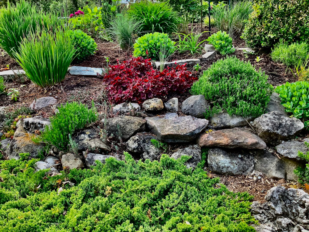 various shrubs in the garden bed