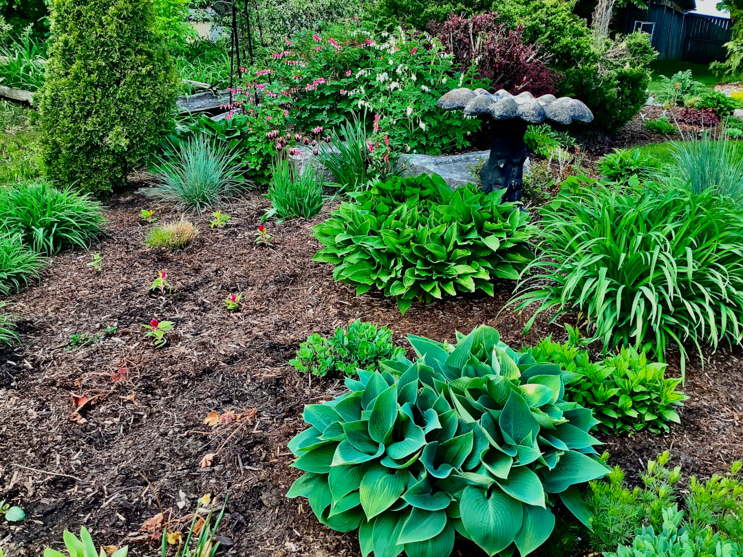 close up of garden bed with lots of foliage plants