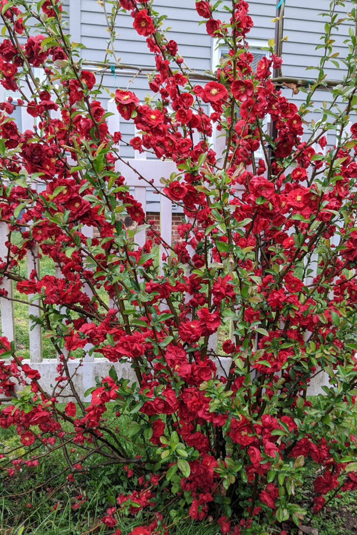 Double Take Scarlet™ flower quince