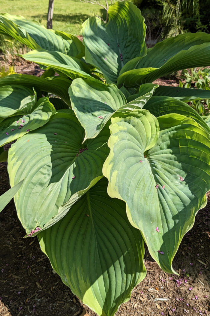  'Wu-La-La' hosta