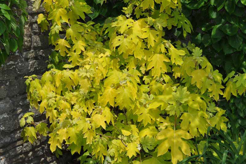 ‘Little Honey’ oakleaf hydrangea (credit: millettephotomedia.com)