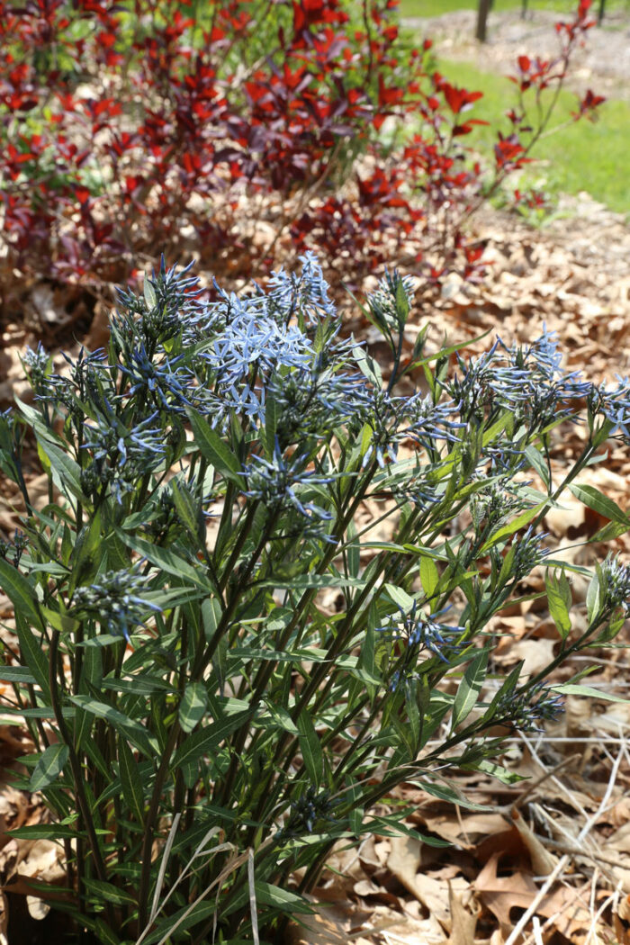 ‘Storm Cloud’ bluestar