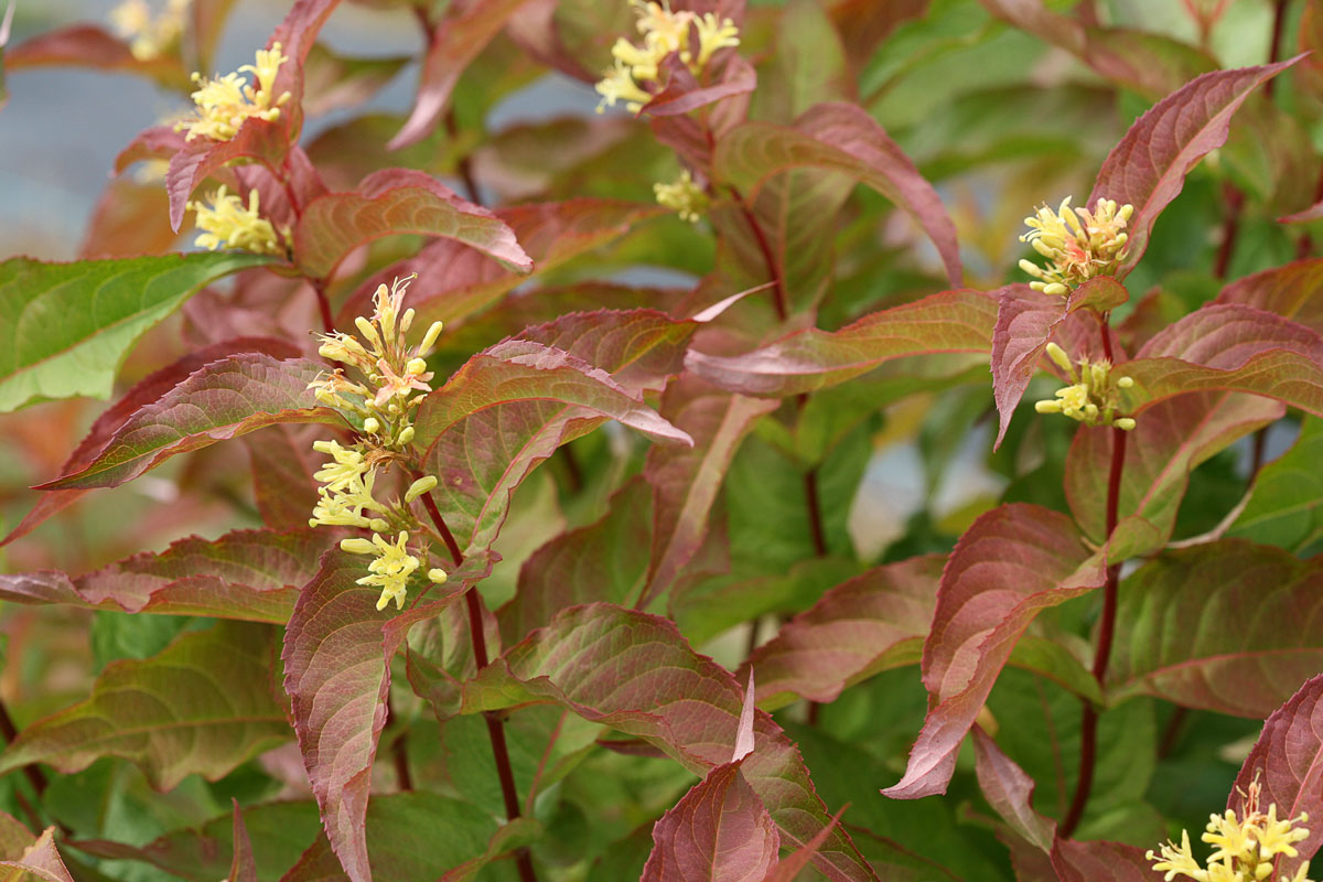 Kodiak® Orange bush honeysuckle, photo courtesy of Proven Winners Color Choice