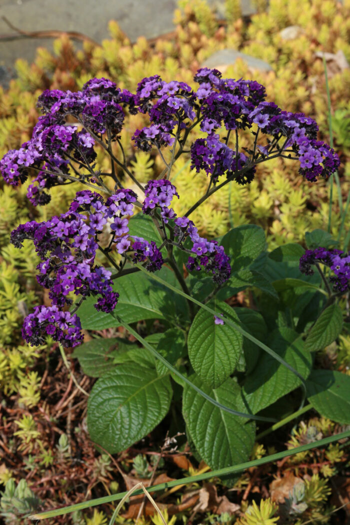 Marine heliotrope