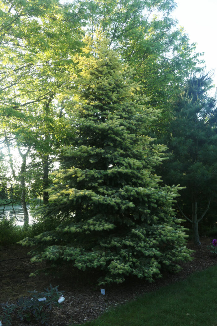 'Straw' Colorado Spruce