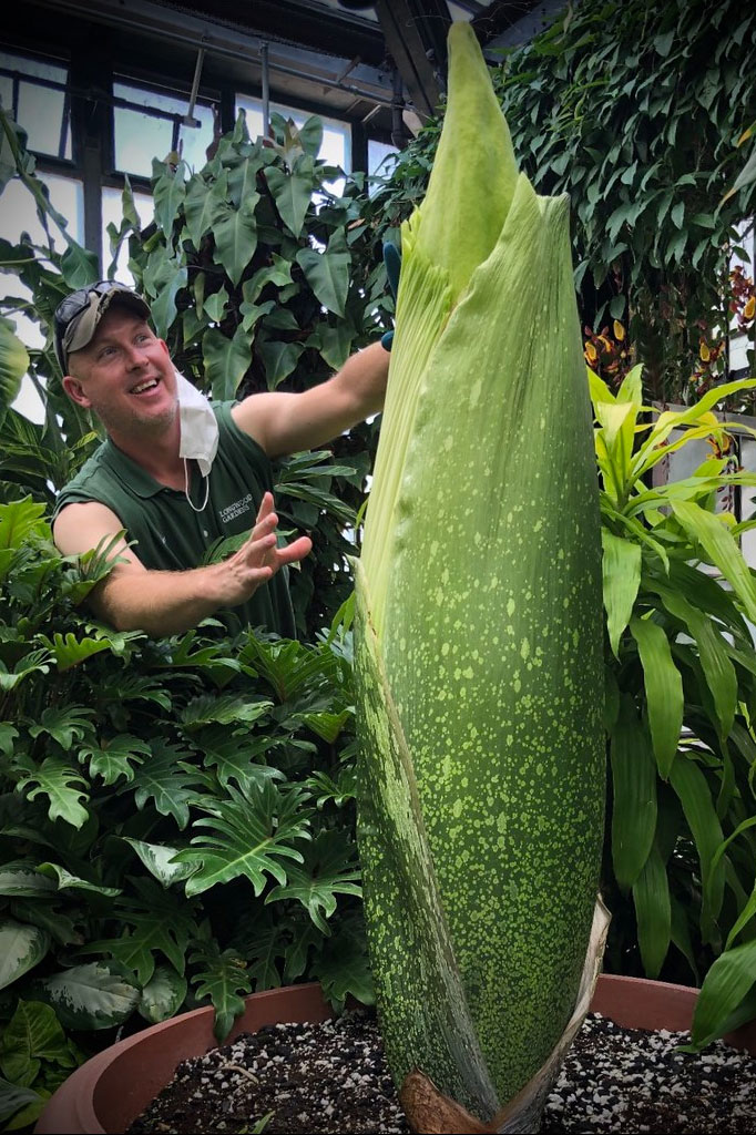 Titan arum, photo courtesy of Karl Gercens