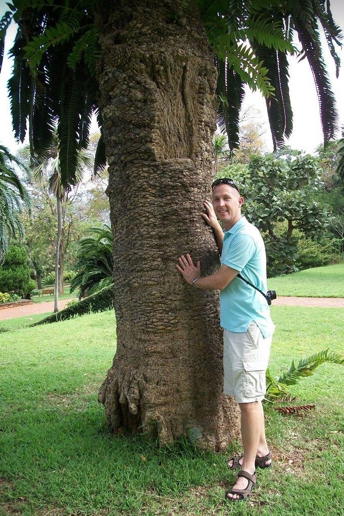 Wood’s cycad, photo courtesy of Karl Gercens