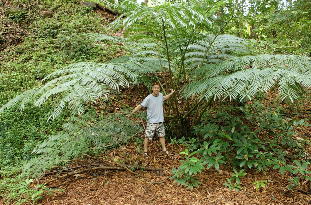 Mule’s foot fern, photo courtesy of Karl Gercens