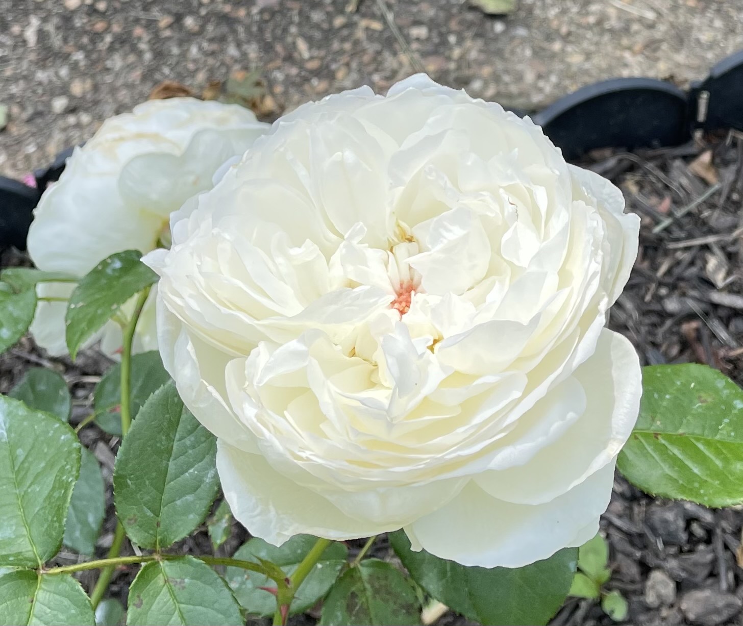 close up of white David Austin rose