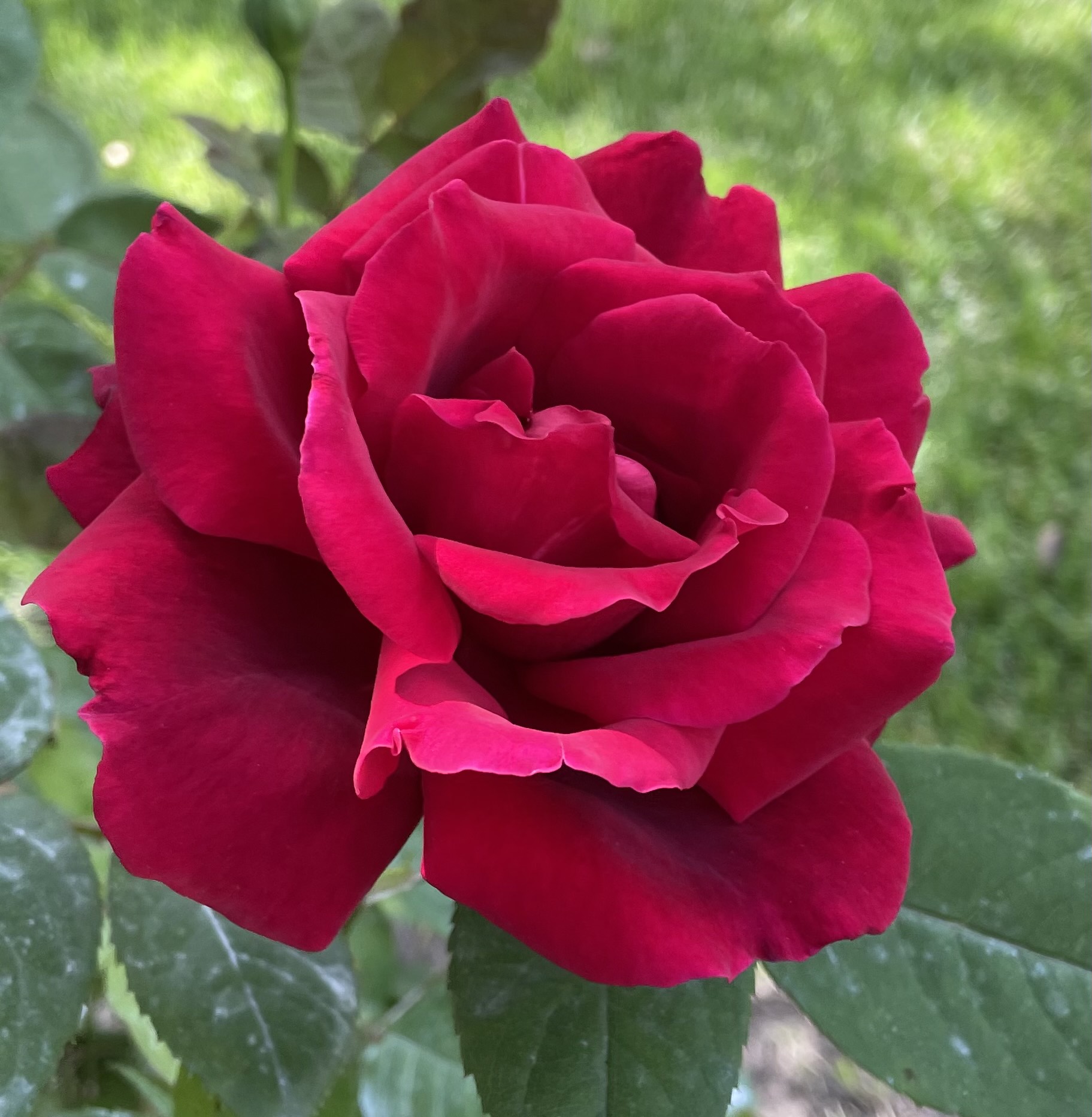 close up of bright red garden rose