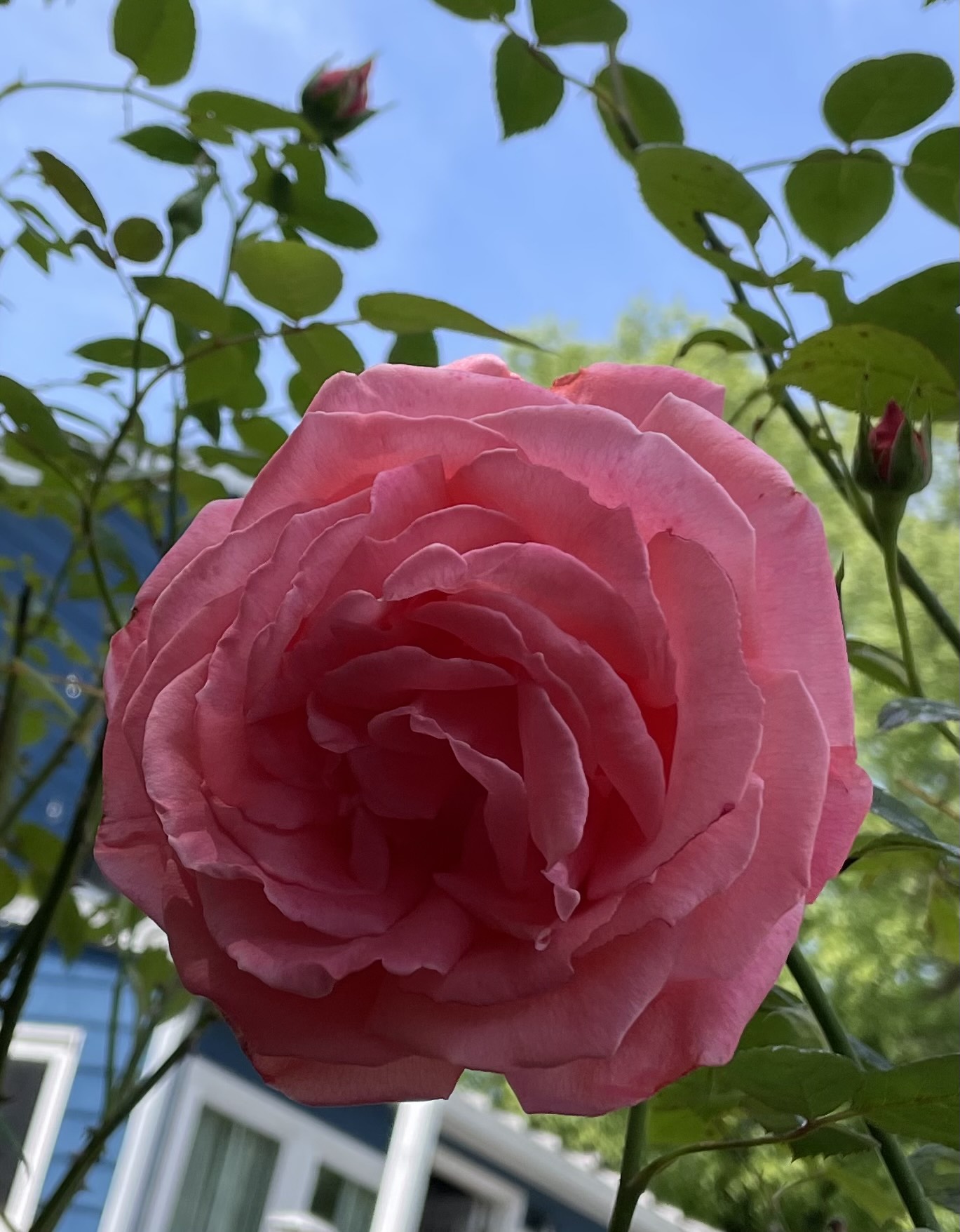 close up of large light pink rose