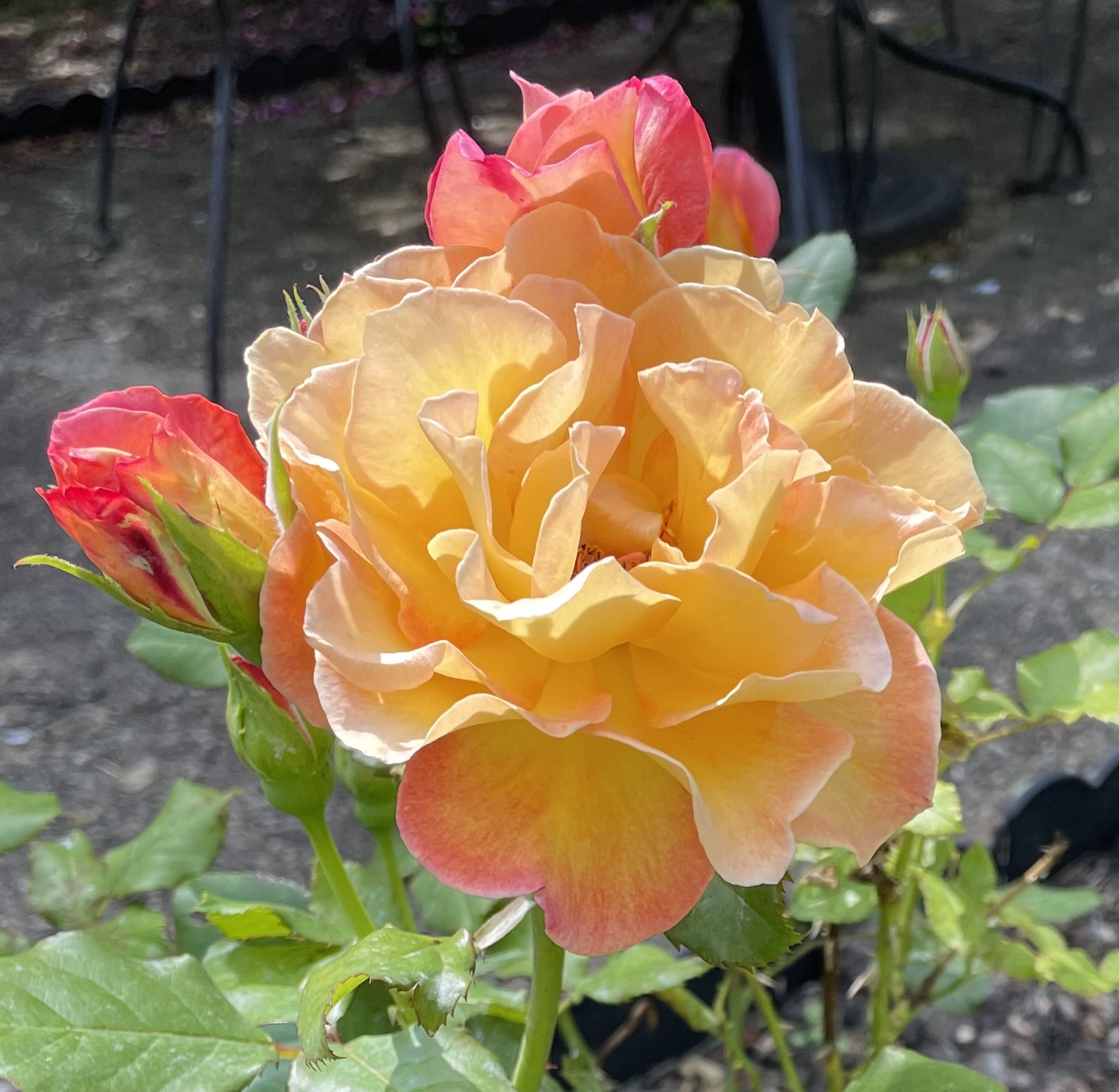 close up of multicolored rose