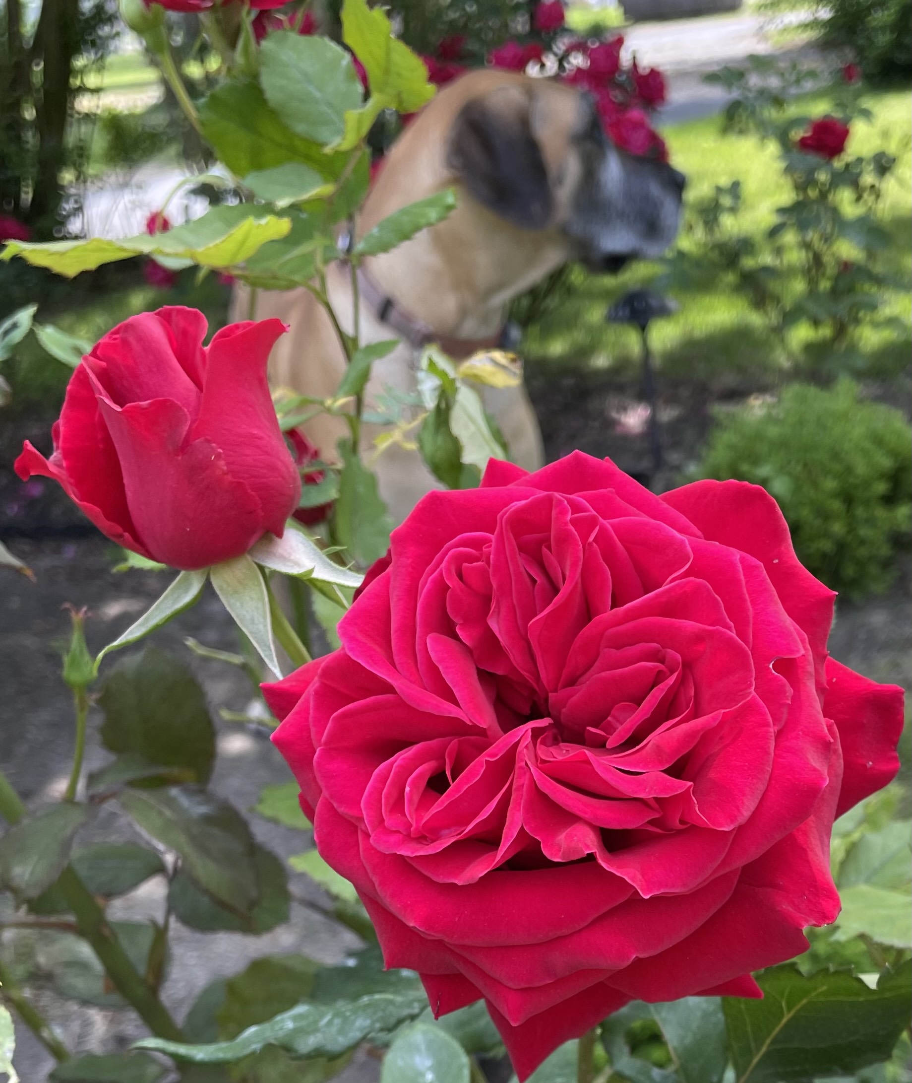 close up of bright pink roses with dog in background