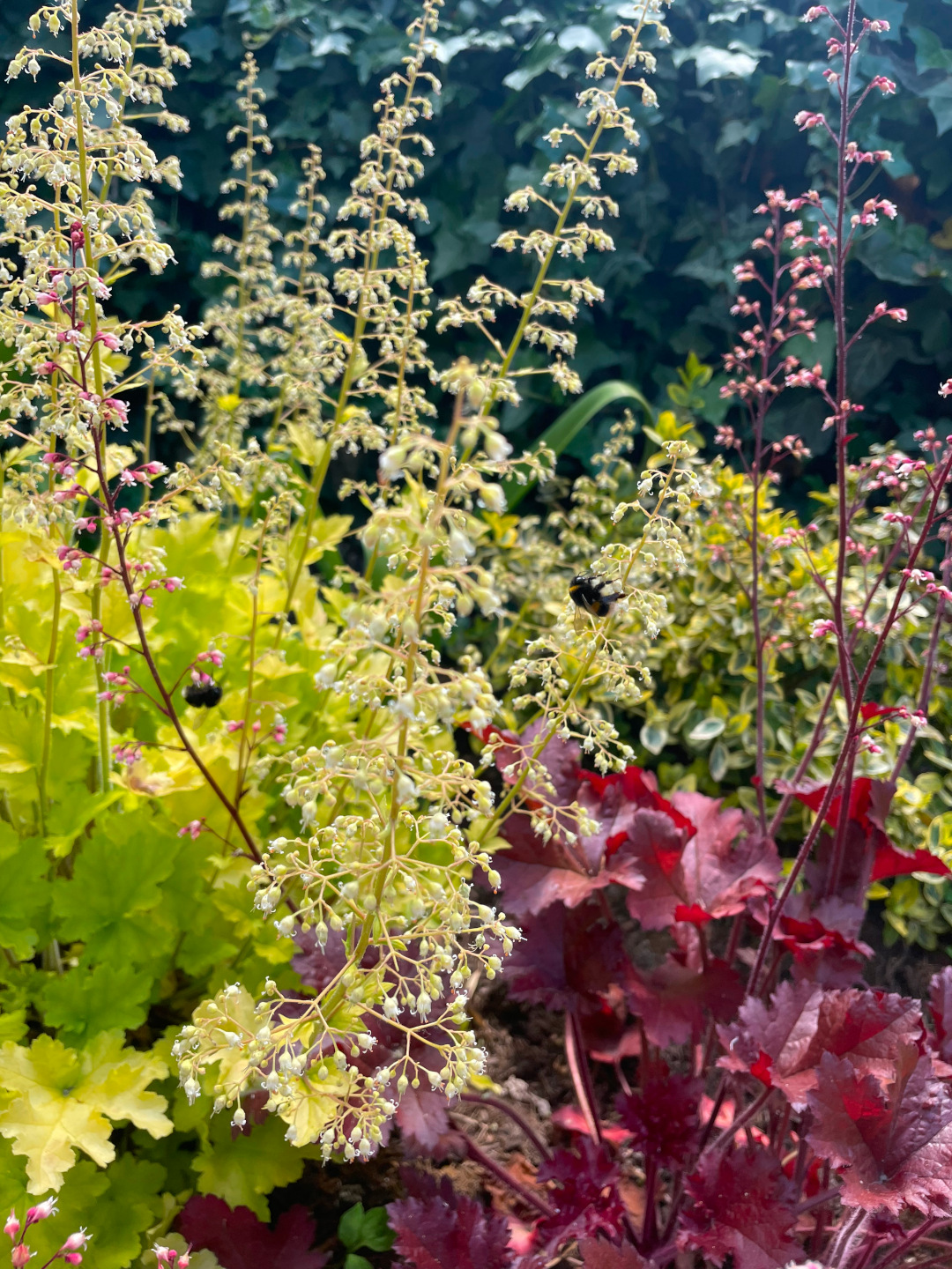 close up of bright green and red coral bells in bloom