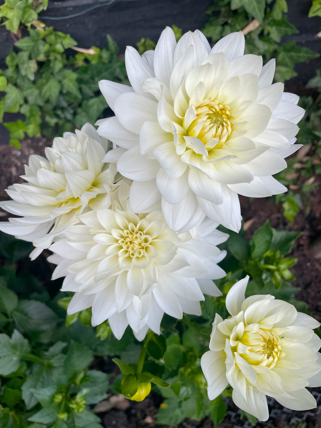 close up of white dahlias