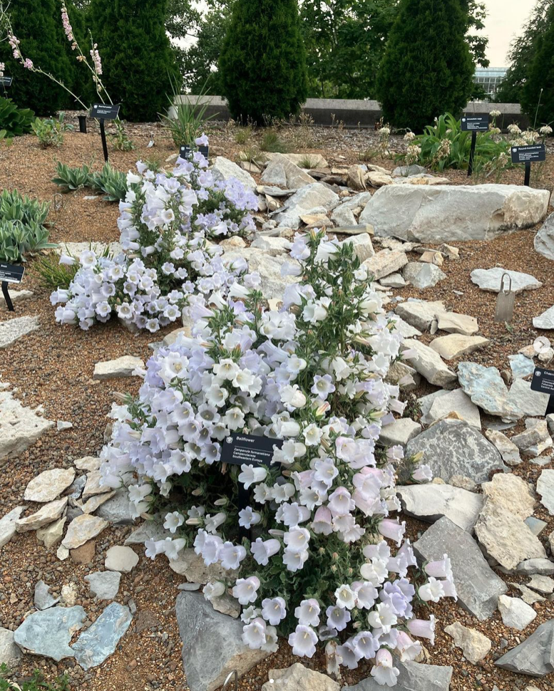 Campanula formanekiana in full bloom in a rock garden