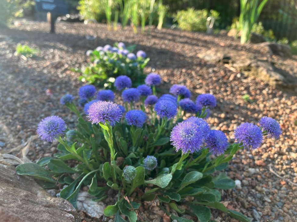 close up of Globularia punctata