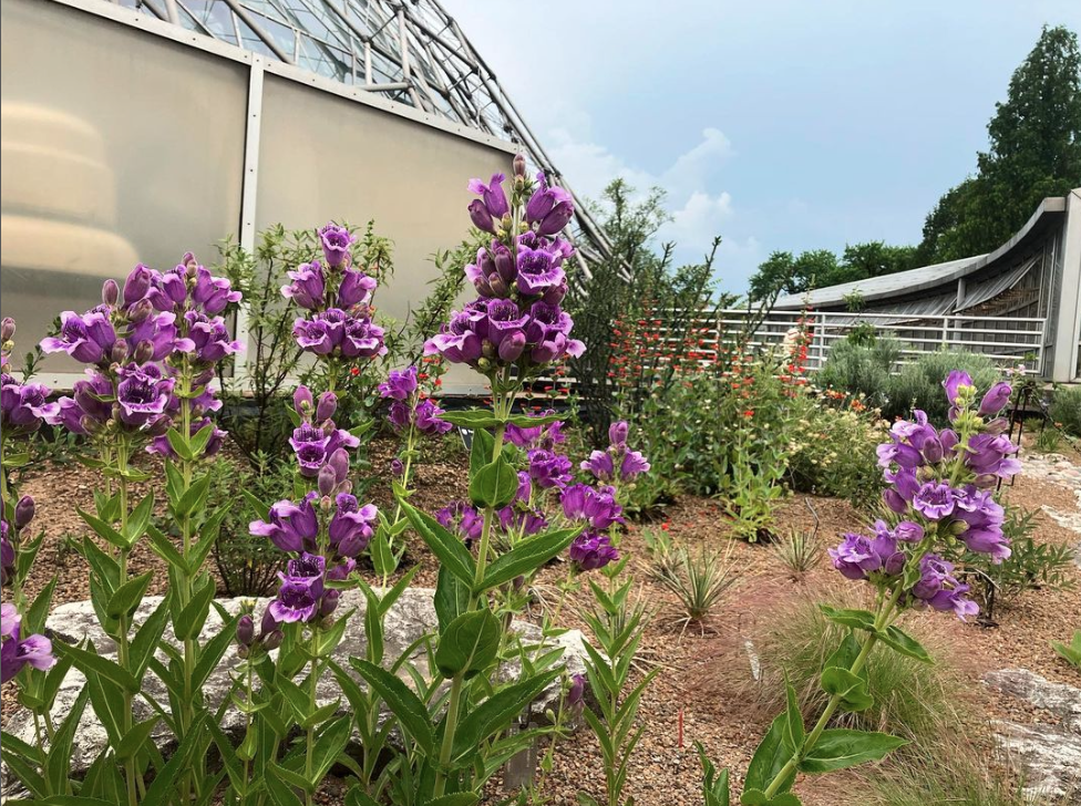 purple Penstemon flowers