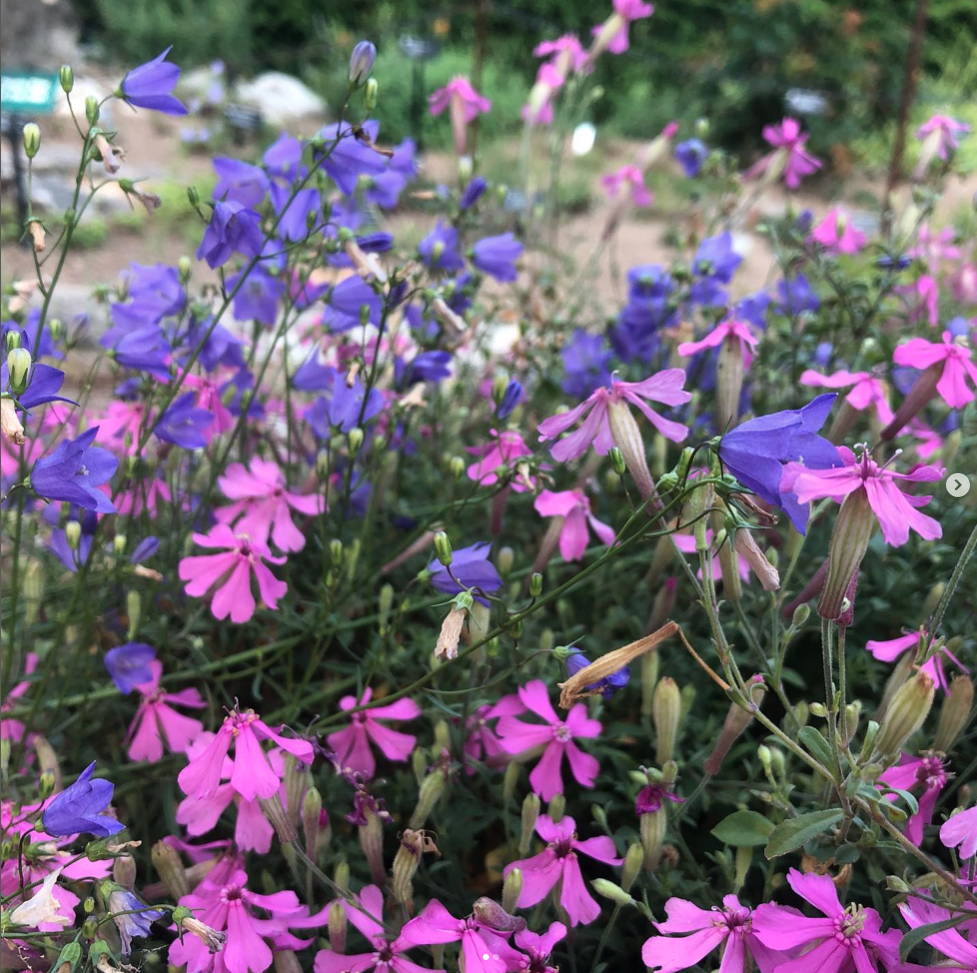 close up of pink and purple flowers