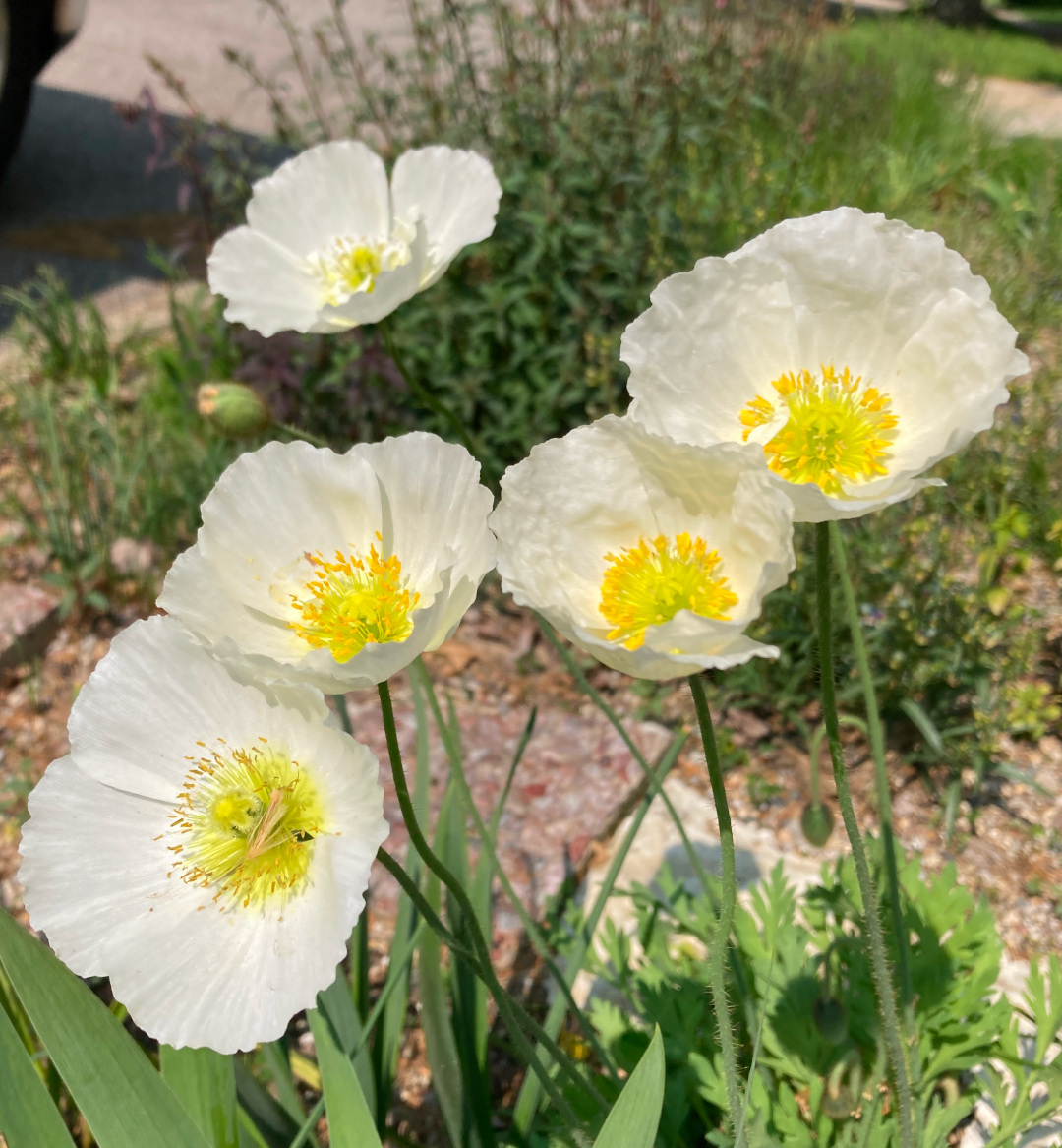 close up of white iceland poppy