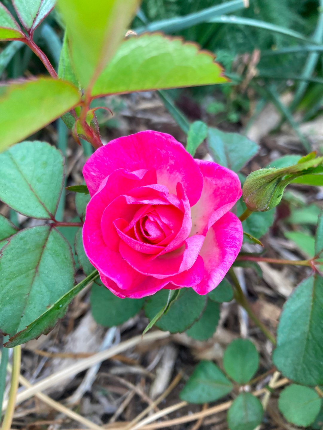 close up of bright pink rose