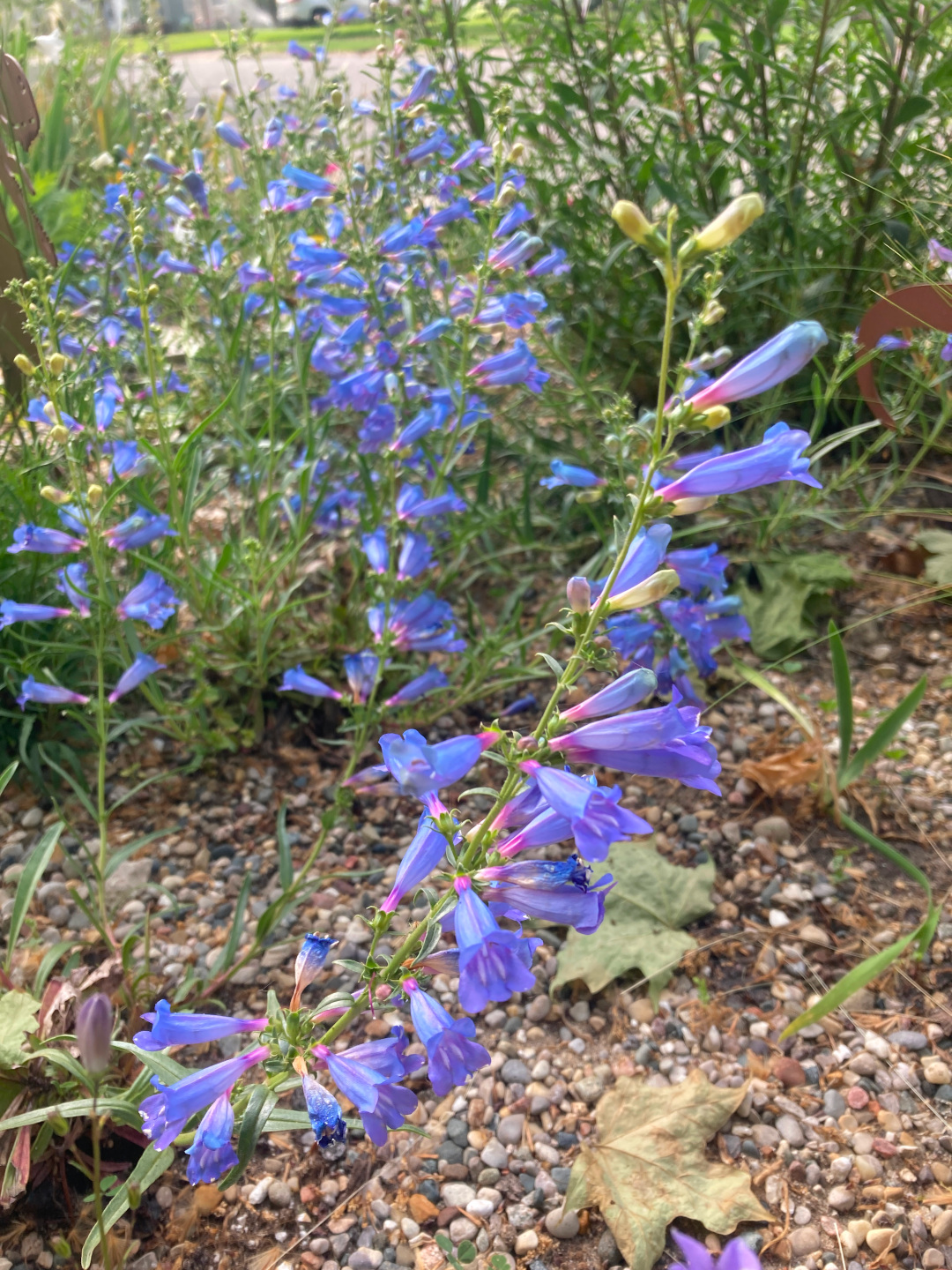 close up of bright blue penstemon