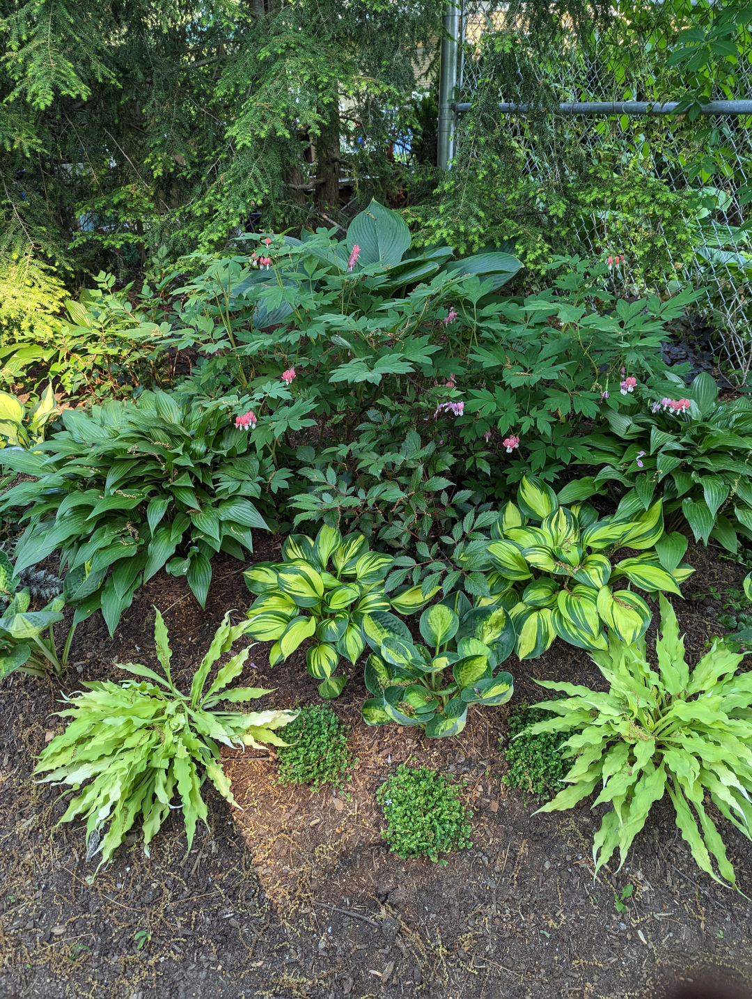 close up of hostas and bleeding heart in front of a fence