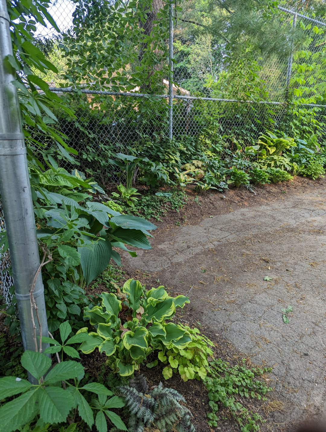 foliage plants climbing up a chainlink fence