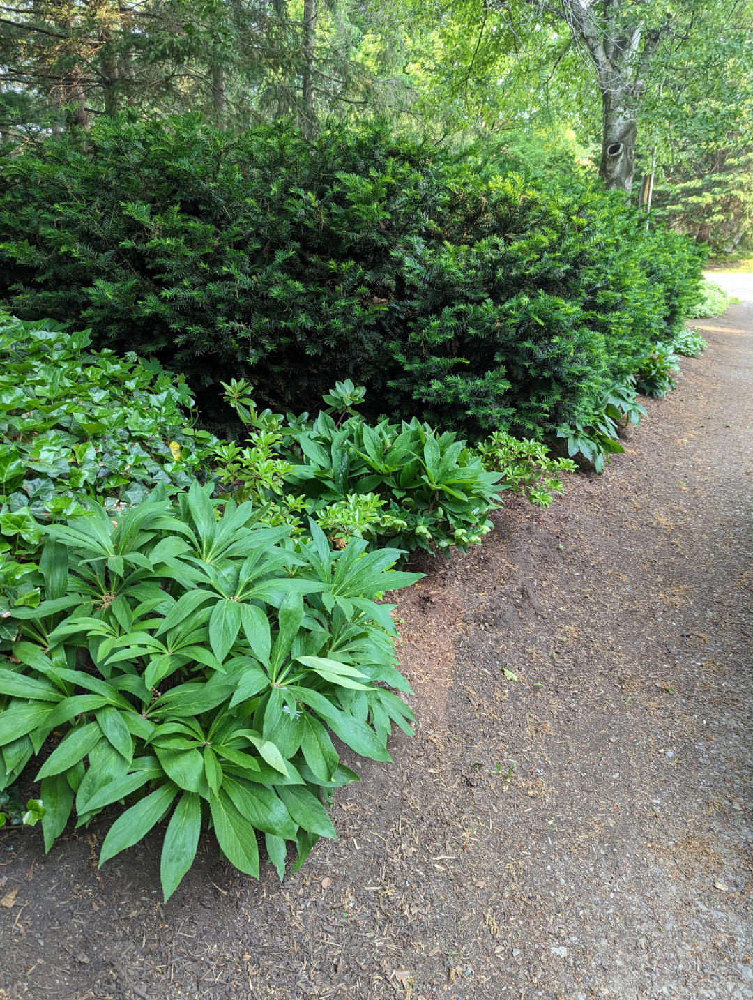 evergreen plants in the garden