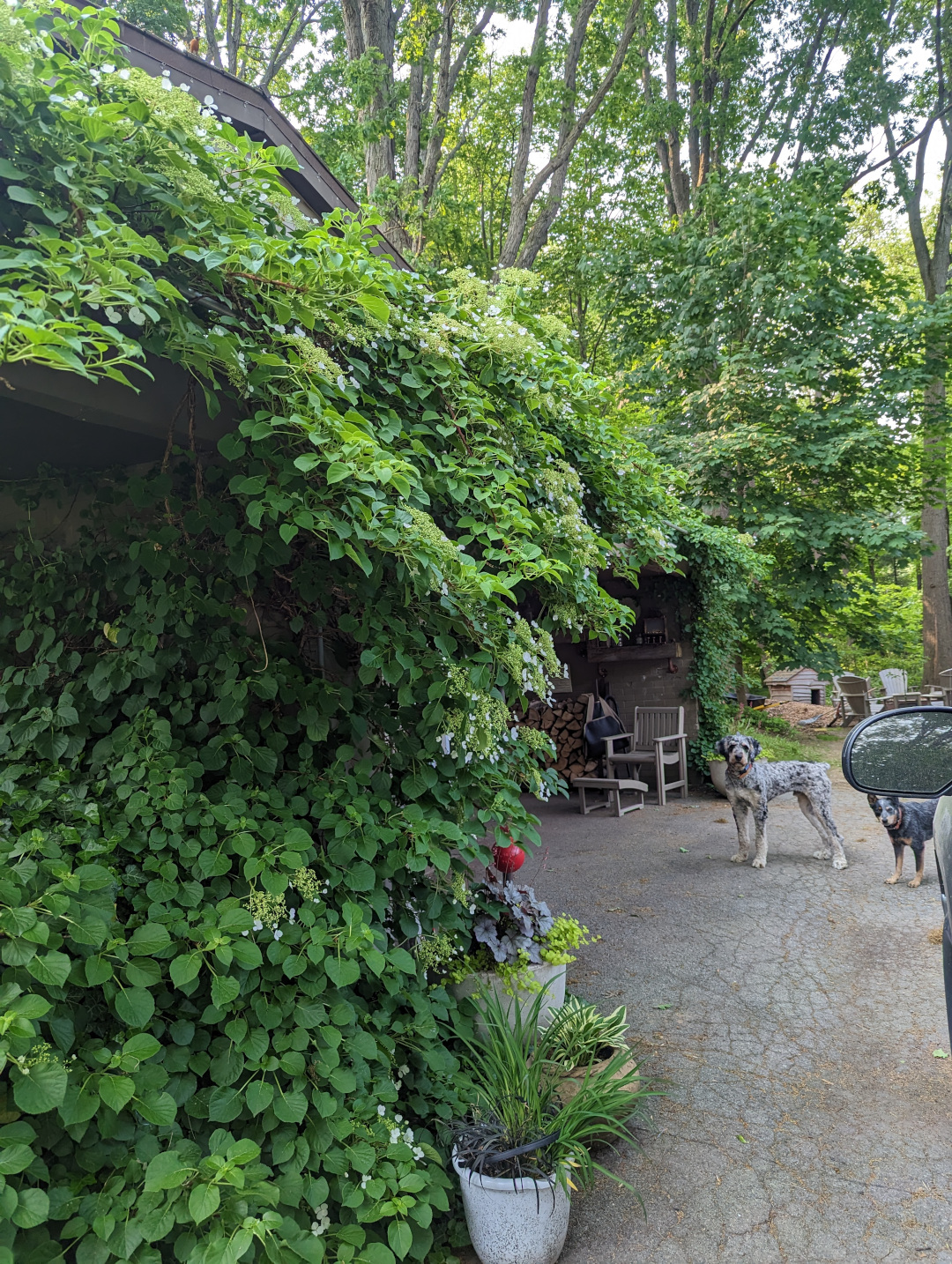 climbing hydrangea covering a covered patio