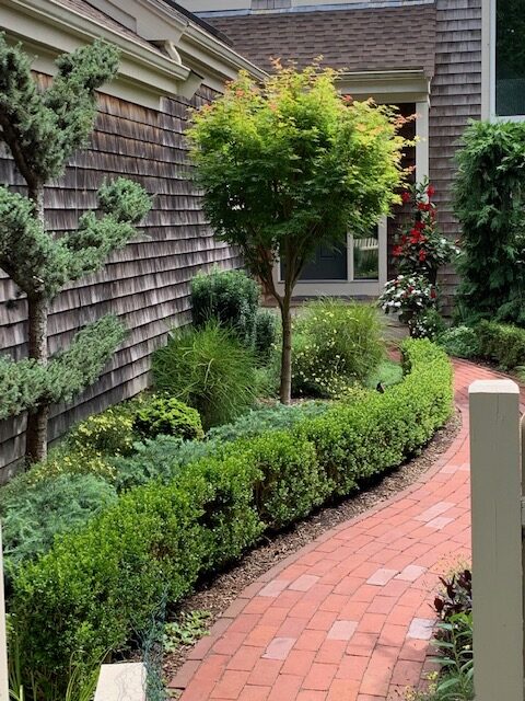 conifer shrub and trees along a small brick garden path