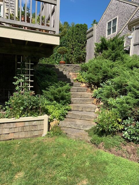 evergreen plants on a slope