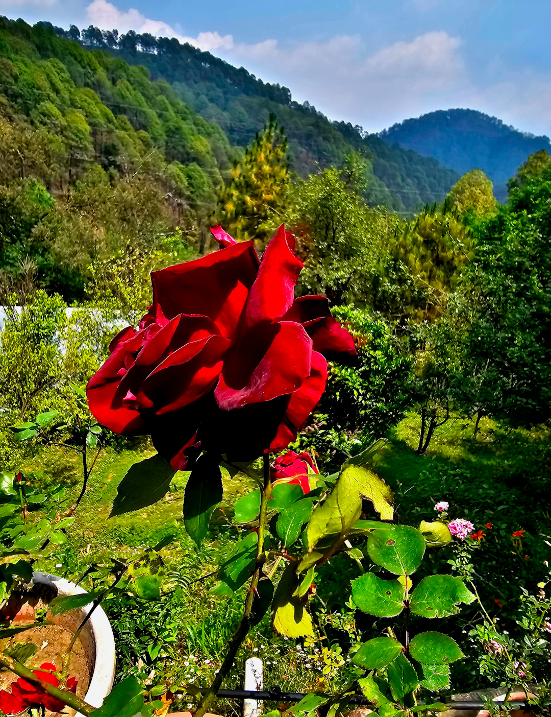 Primer plano de una rosa roja brillante con montañas cubiertas de árboles detrás