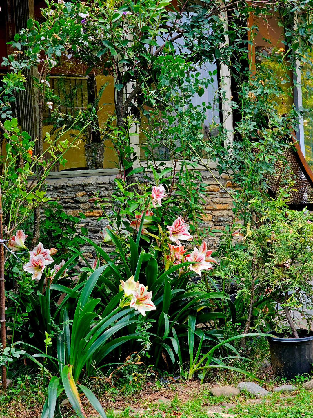 Amarilis rosa creciendo frente a una casa