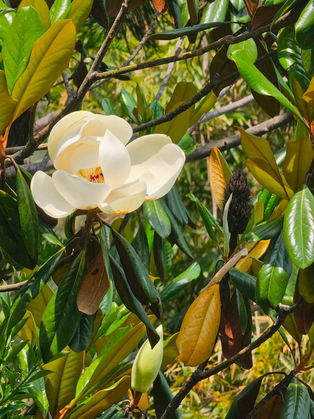 Cerca del árbol de magnolia del sur