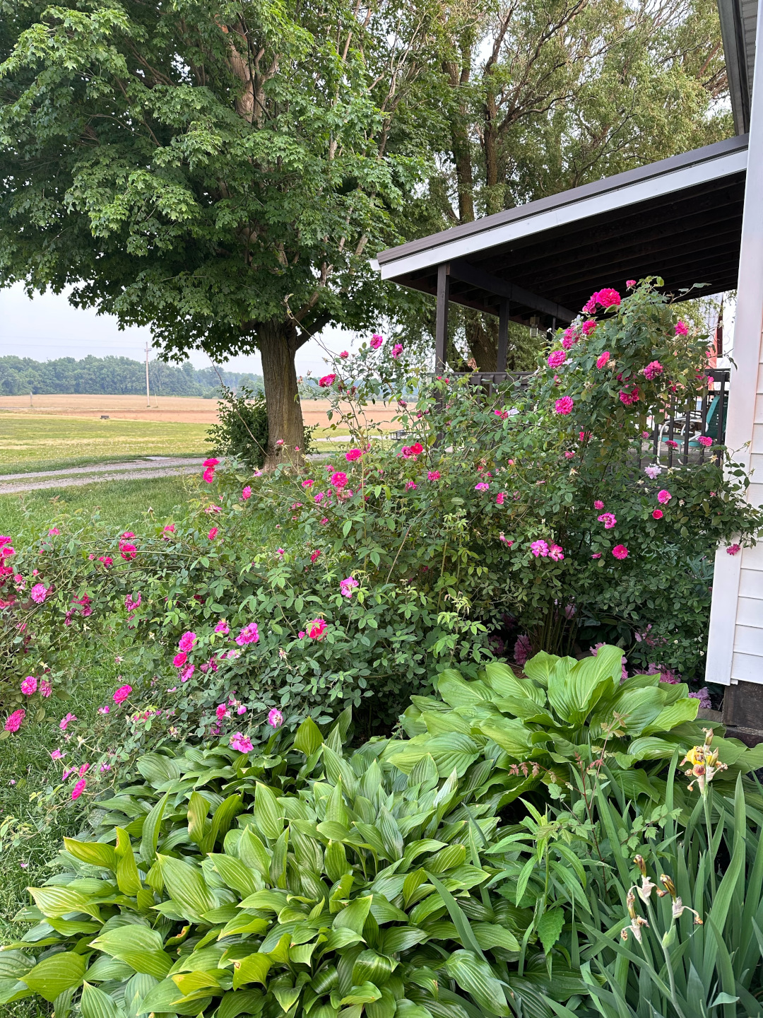 rose bush next to hostas