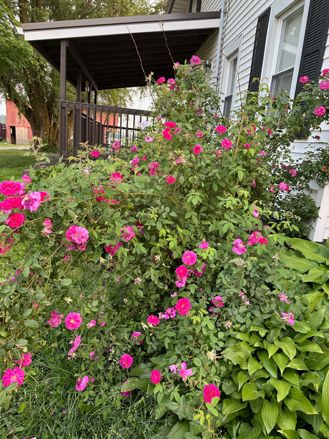 close up of bright pink rose bush