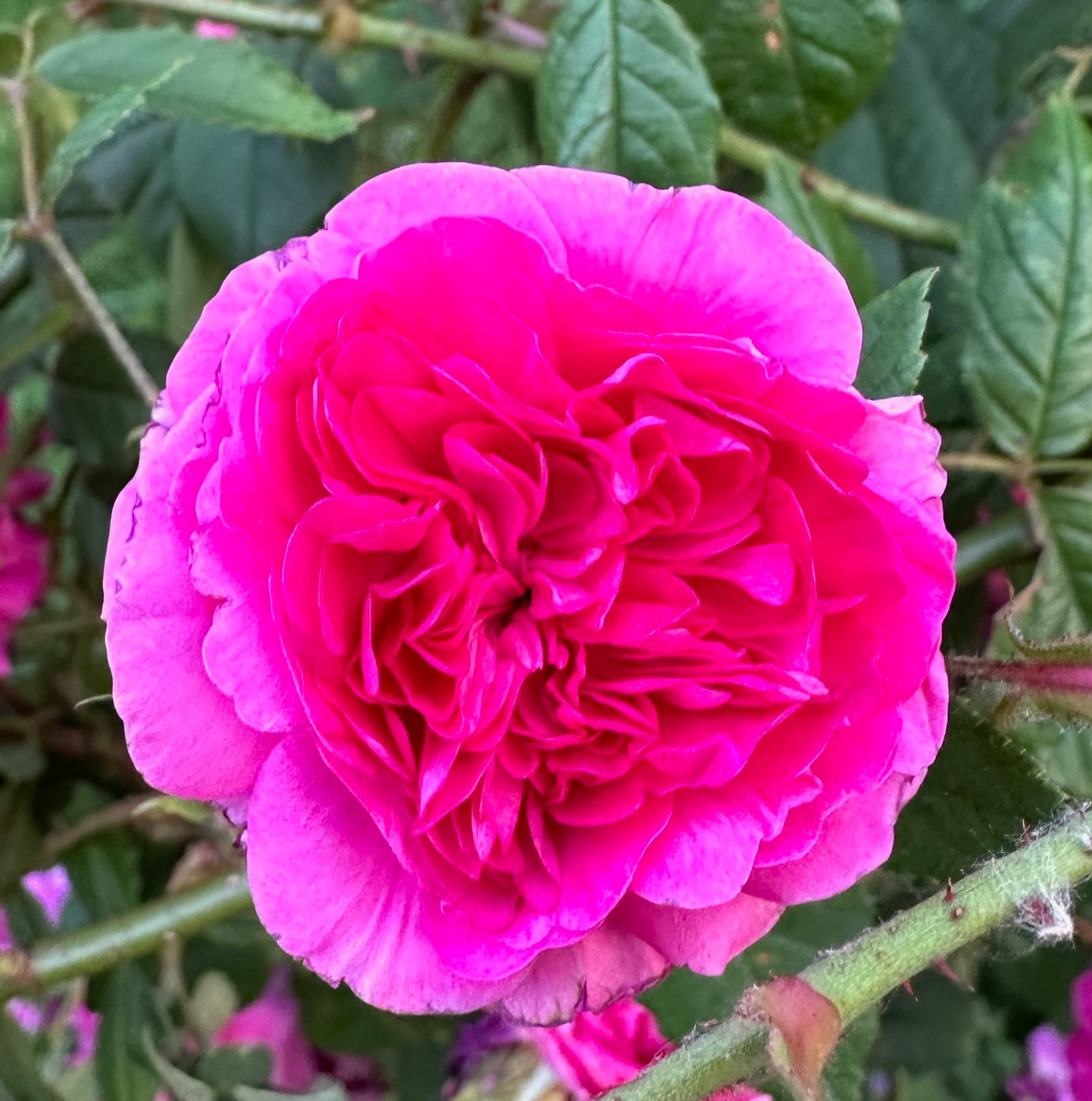 close up of bright pink rose