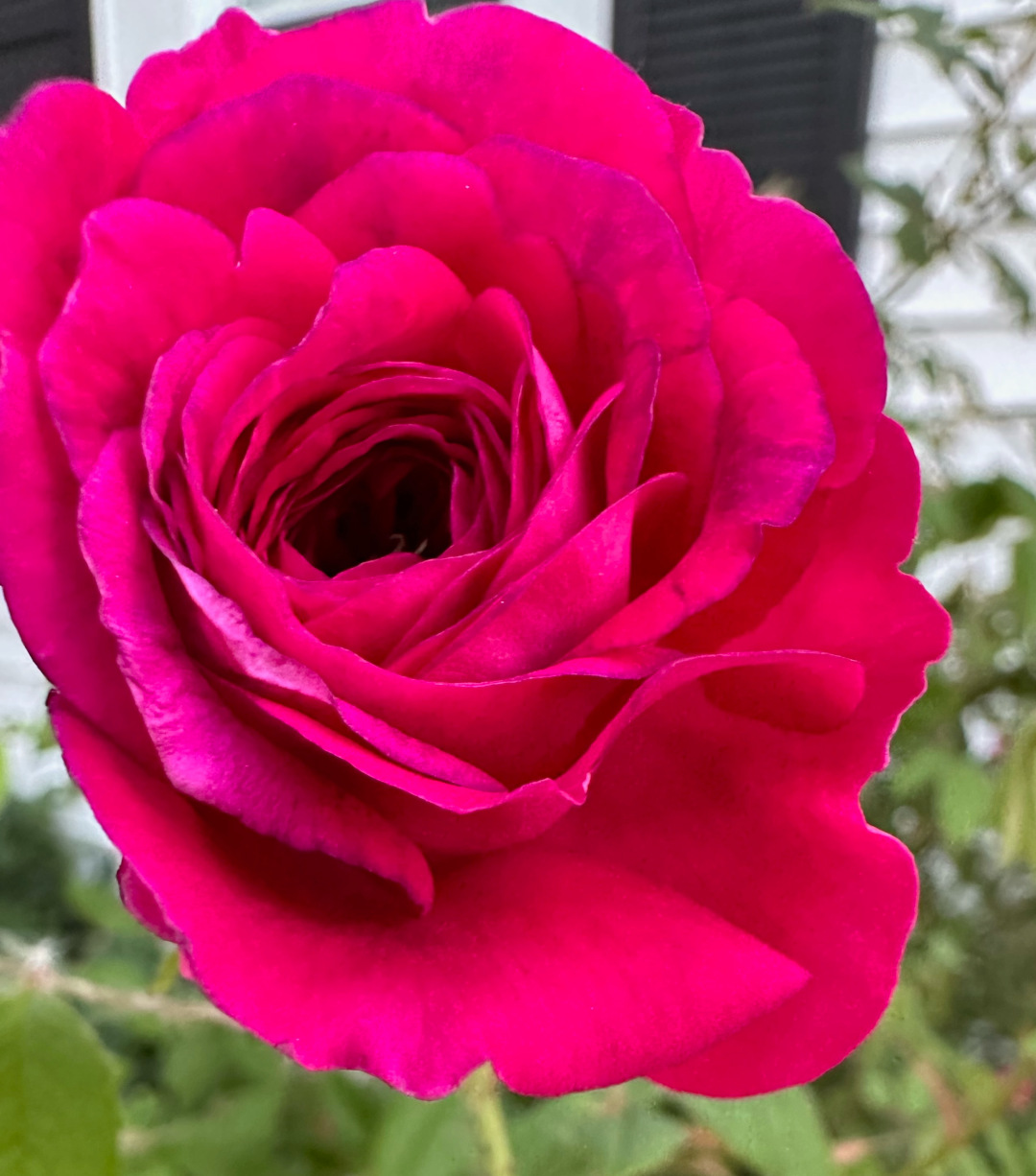 Stop and Smell the Roses at these Sacramento Rose Gardens