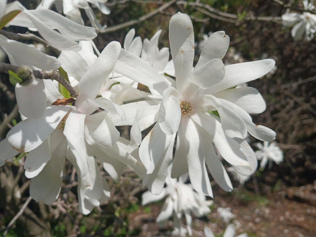 close up of white star magnolia flowers