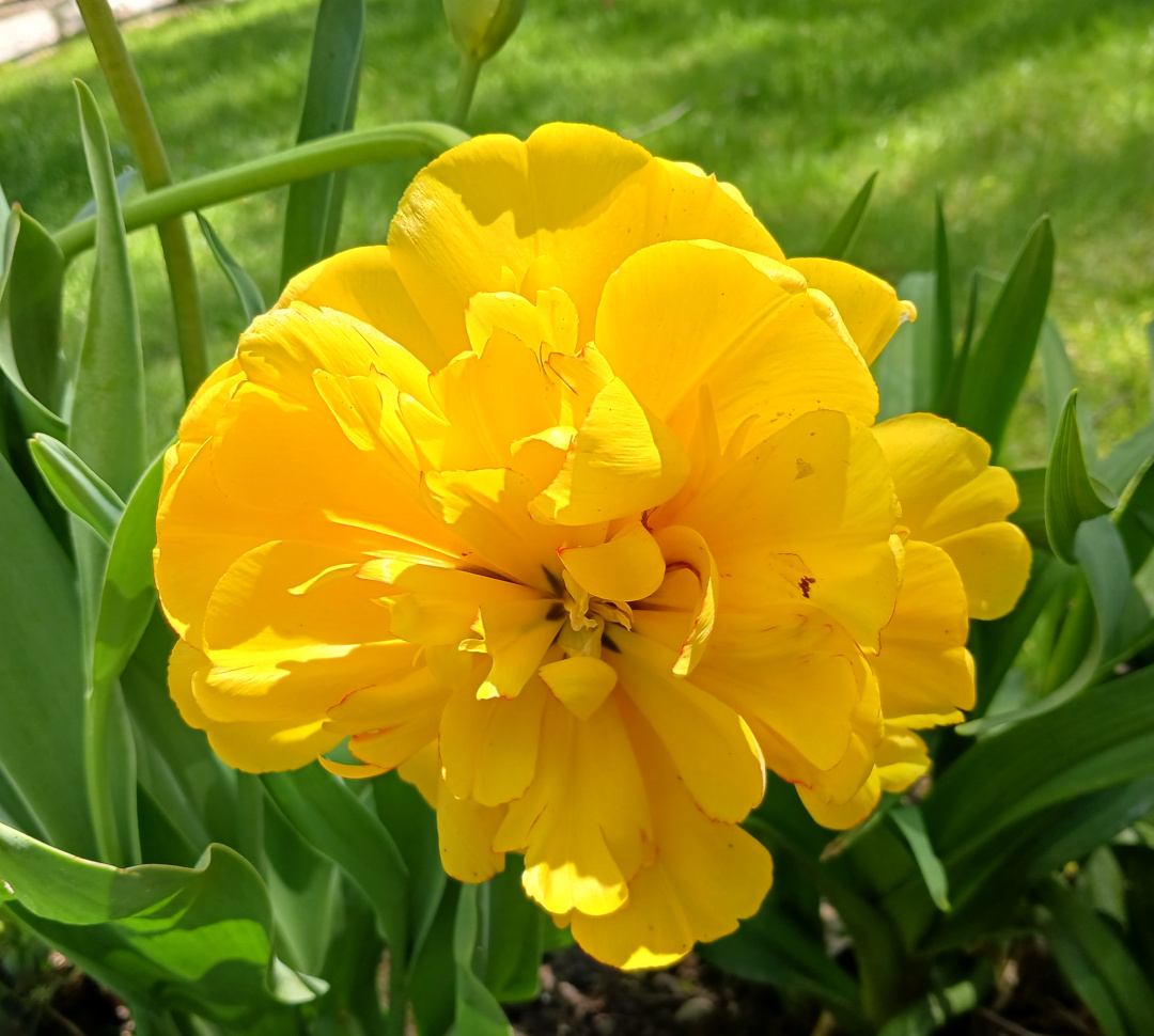 close up of bright yellow double tulip