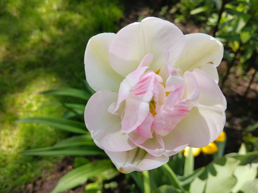 close up of white and light pink double tulip